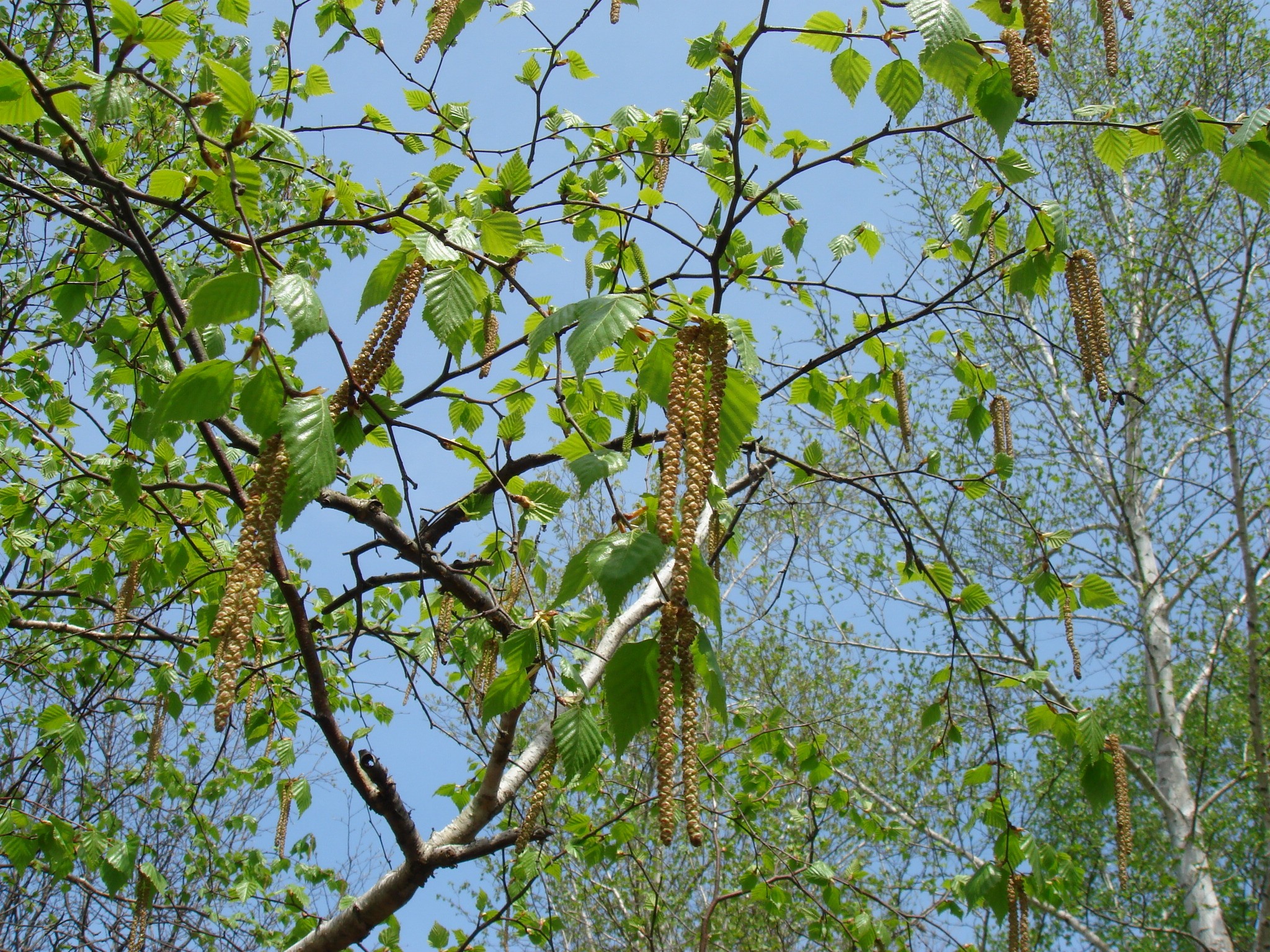 Betula platyphylla Sukaczev
